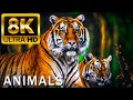 Top 50 beaux animaux  4kr 120fps dolby vision avec des sons animaux color dynamique