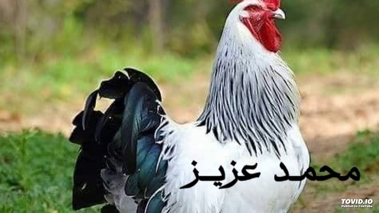 انويع زكره سمح
