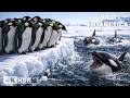 WILD ANTARCTICA | The fight for survival against the extreme cold | Nature Animal Documentary