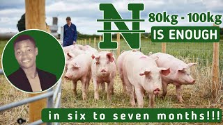 HOW to have a PROFITABLE PIG FARMING raising PIGS for MEAT in Nigeria || pig farming in Nigeria by AniBusiness 6,089 views 6 months ago 13 minutes, 22 seconds