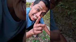 ayah molly nemu kaki seribu?? #trendingshorts