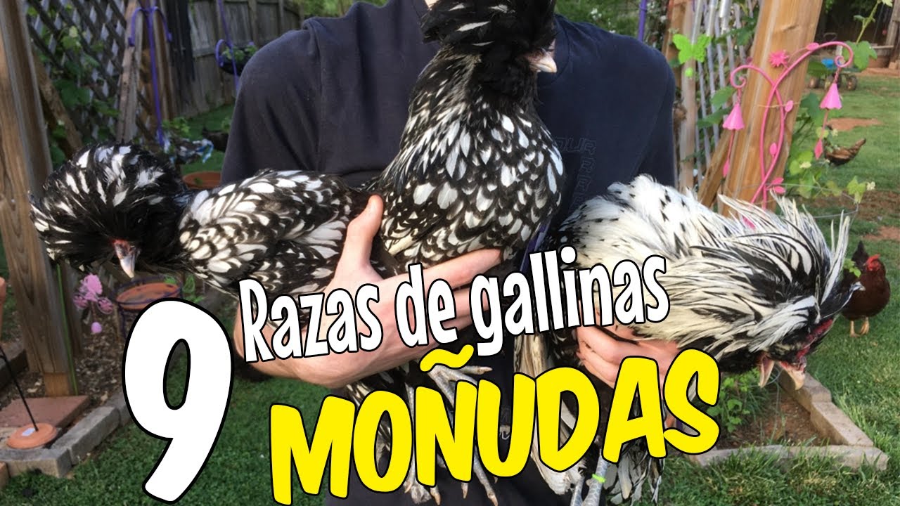 9 razas de gallinas moñudas ¿Cuál es la ideal para ti?