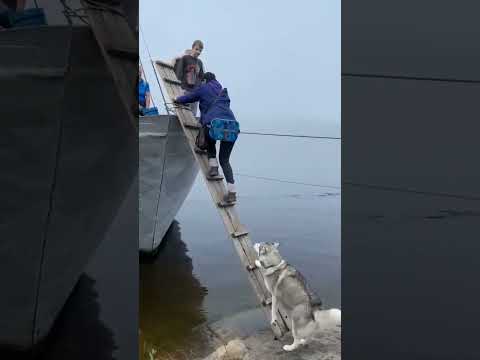 200 IQ Husky Climbs Ladder To Board Boat#dog