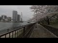 VR180 2021.3 Sakura around old and new Tokyo Tower Japan