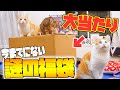 巨大なのに激安な猫用福袋の中身があまりに神すぎたwwwww