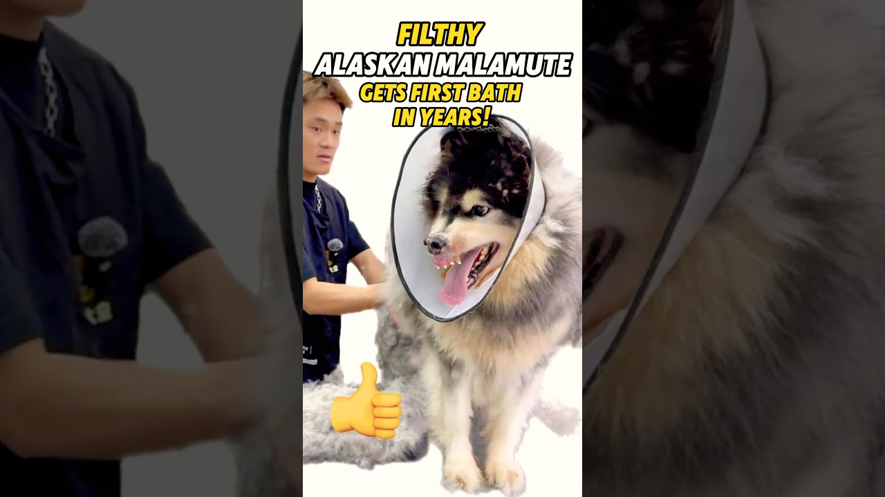 Грязный аляскинский маламут впервые за много лет купается! 