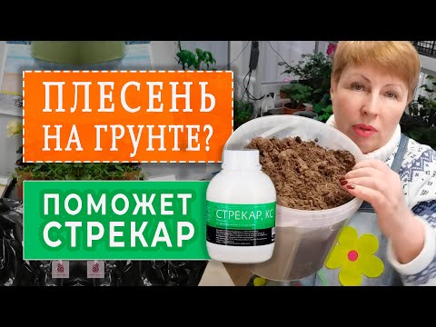 ПЛЕСЕНЬ на грунте? Какой препарат нас спасет?