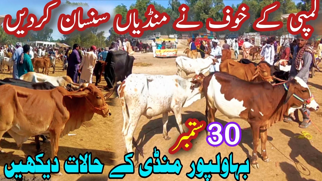 BAHAWALPOR CATTLE MARKET LATEST PRICE UPDATE || Zero Size Claves Price In Pakistan || Bachra Farming