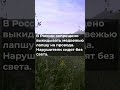 В России запрещено выкидывать медвежью лапшу на провода. Нарушители сидят без света.