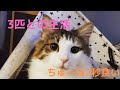 【３匹の猫との生活】後半ちゅーる2秒食い