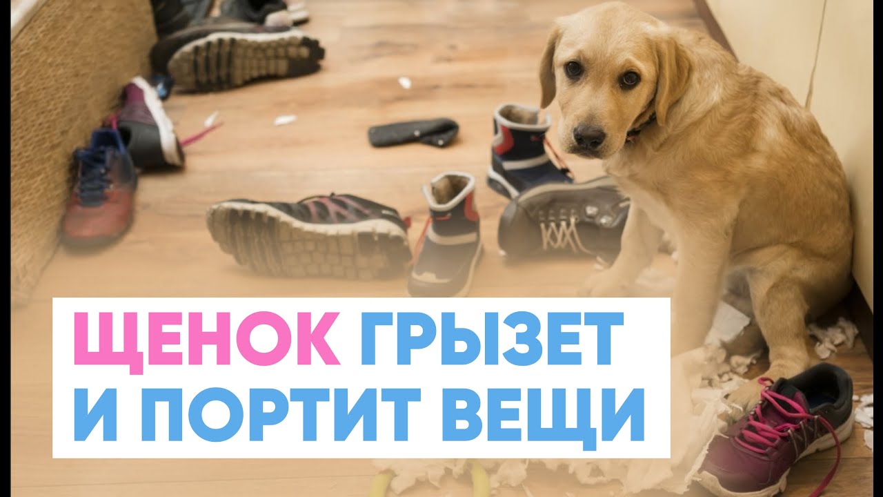 Щенок ГРЫЗЕТ мебель 🐶🪑 ЧТО ДЕЛАТЬ? Как отучить собаку портить вещи❓
