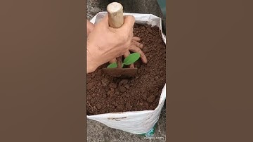 Tips for growing cucumbers using  plastic containers at home । Cooking Club Asia