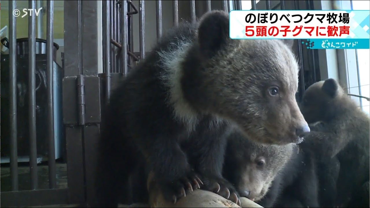 【中古】 野生動物の母に学べ！ 子育ての原点/市井社/熊久保勅夫 中古】 野生動物の母に学べ！ 子育ての原点/市井社/熊久保勅夫