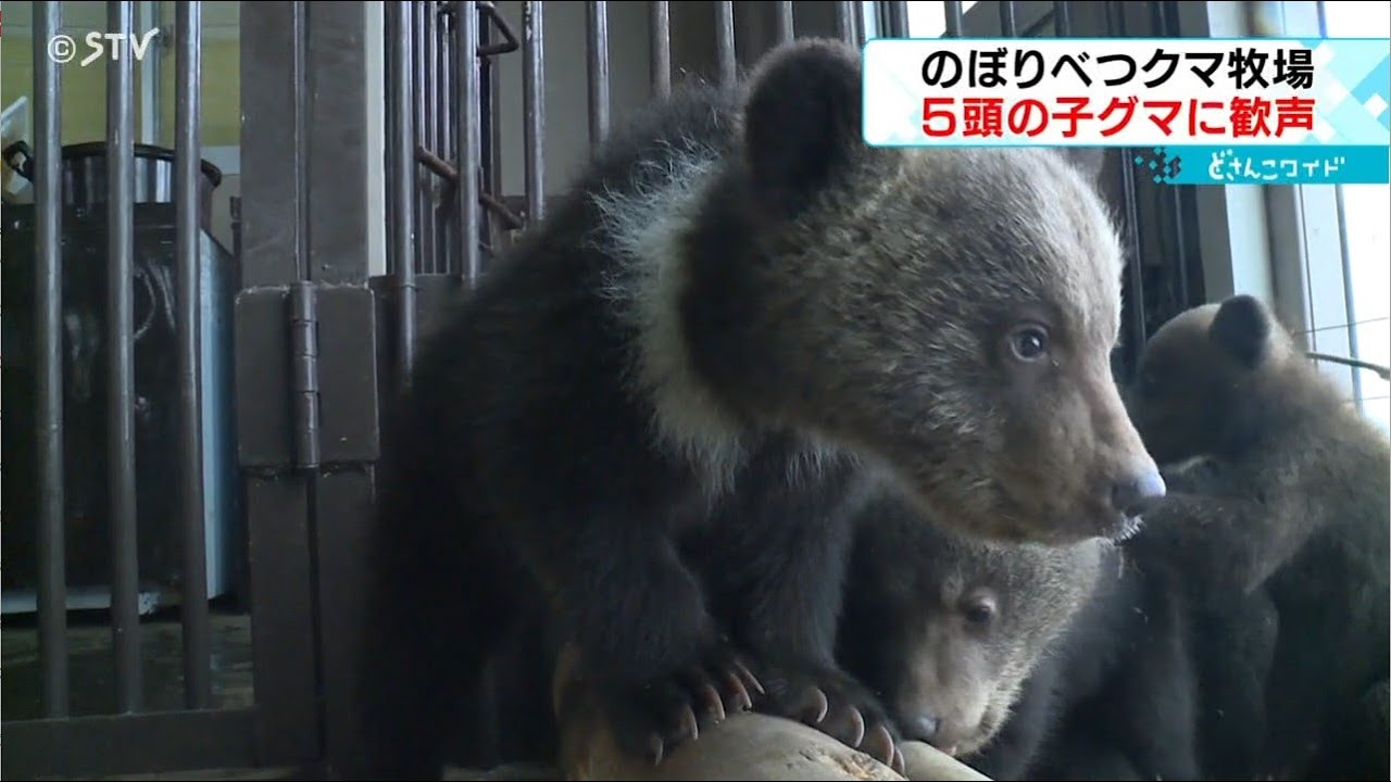 動くぬいぐるみ「かわいい！ちっちゃい」　５頭の子グマを一般公開「のぼりべつクマ牧場」