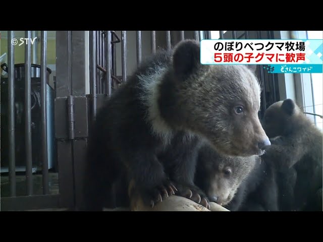 動くぬいぐるみ「かわいい！ちっちゃい」 5頭の子グマを一般公開