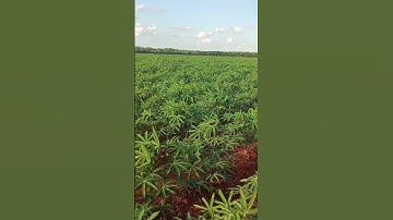 views of the cassava #farming