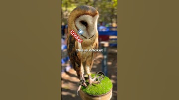 Introducing Cricket she is a CBB Barn Owl ￼🦉 #shorts #animals