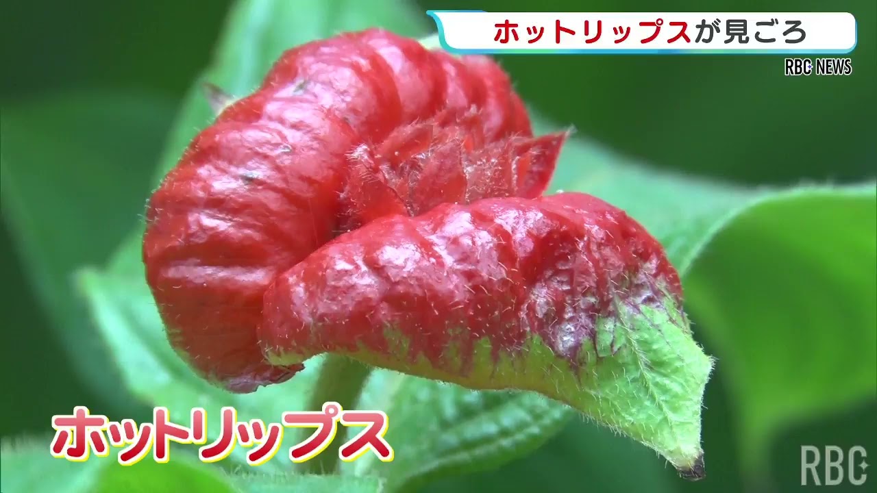 夢PLANTS　柳緑花紅　ラプラス Reminiscent of a legendary actress 