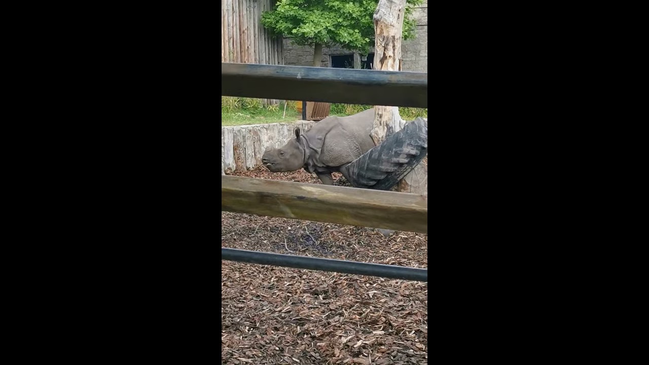 Rare Rhino Spotted