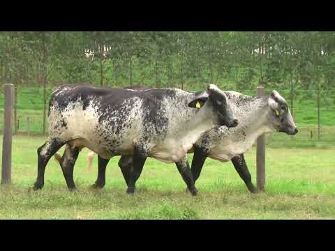 LOTE 125   21º LEILÃO SANTA LUZIA   LEITE COM RAÇA🥛🐄