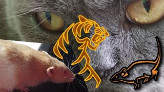 КОШКА И КРЫСА. Реакция кошки на крысу.(дружба животных)РАЗВЛЕЧЕНИЯ КОШКА И КРЫСА. Реакция кошки на крысу.(дружба животных)РАЗВЛЕЧЕНИЯ