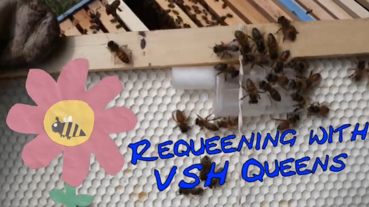 Requeening with VSH Queens