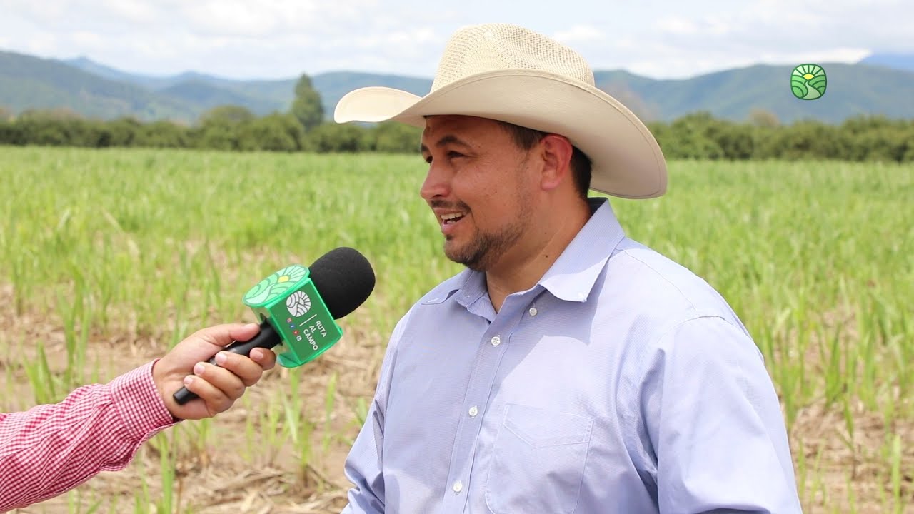 Enfermedades en el cultivo de caña de azúcar