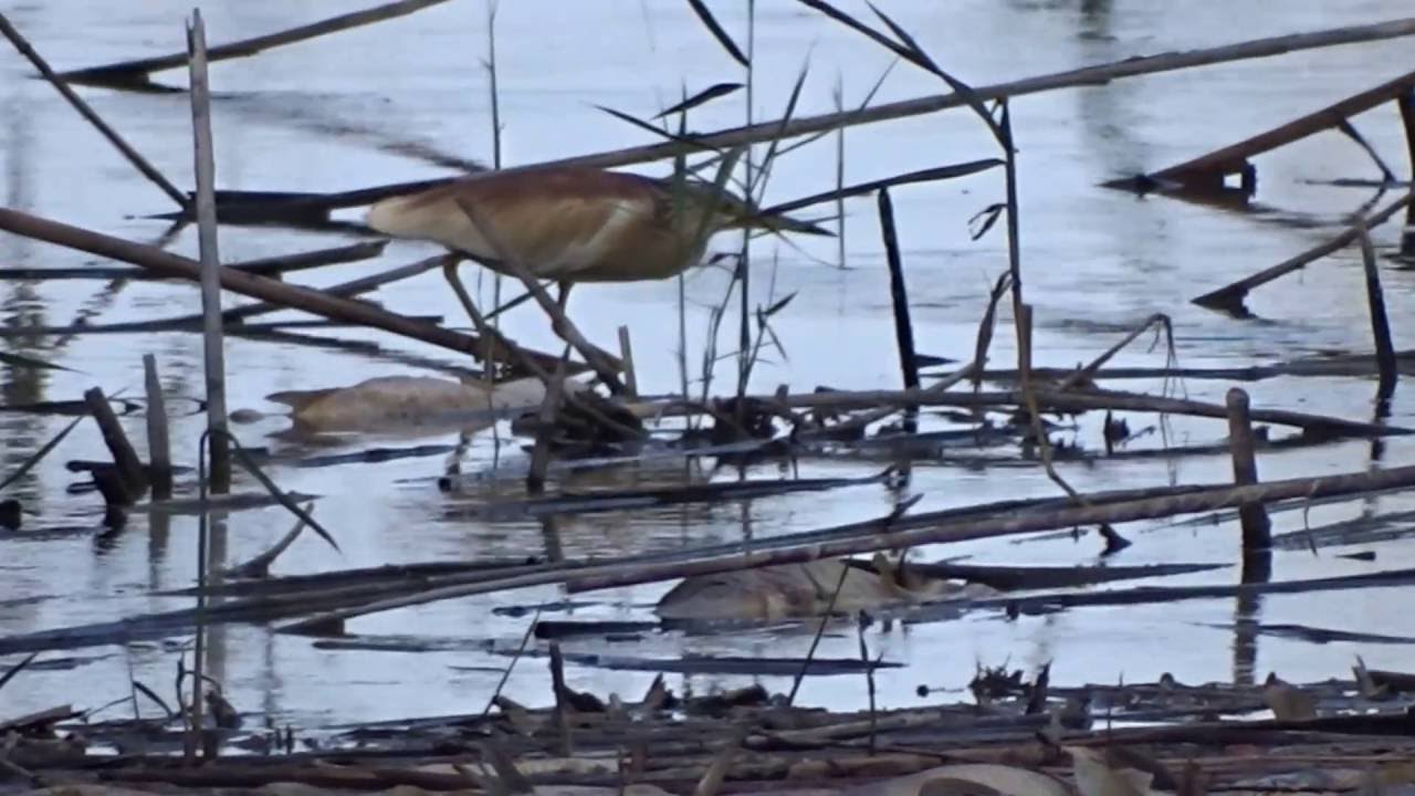 Squacco heron / Ralreiger