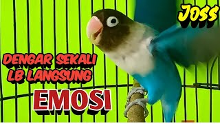 Suara Burung Lovebird Ngekek Panjang JOS MANTAB Buat Pancingan, DENGAR SEKALI Labet Langsung EMOSI