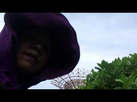 Video Chia sẻ kinh nghiệm trồng và chăm sóc cây hoàng Ngọc... - youtube