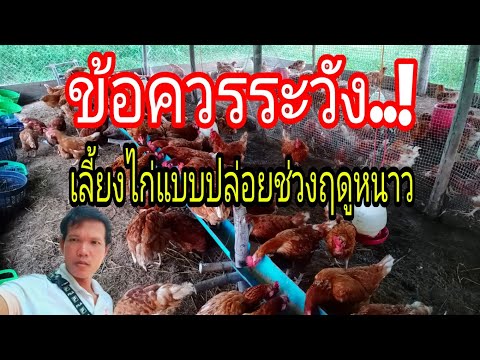 วีดีโอ: เพิ่มการผลิตไข่ในไก่ในฤดูหนาว