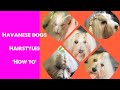 Havanese dogs and puppies ~ hair styles ‘how to’