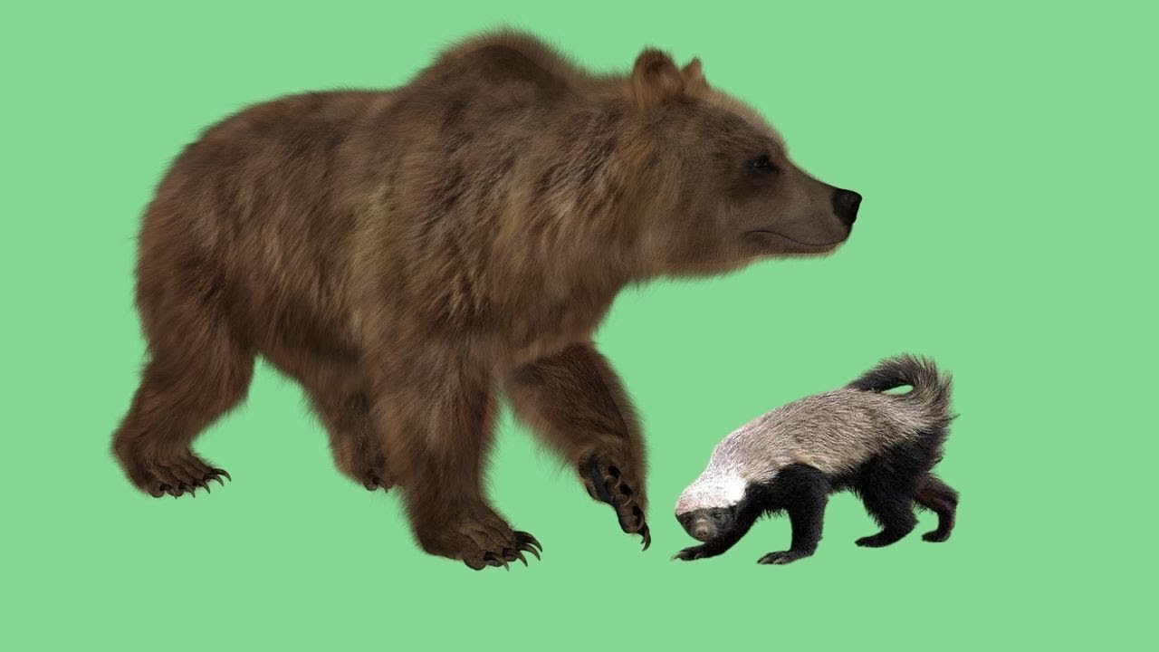 Bear vs honey badger Will an angry Honey Badger take on a giant Bear