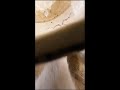 Real Cat POV Cam | Outdoor Cat Adventure Live Stream