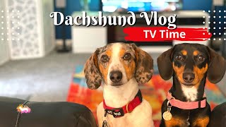 Day in the Life of two Mini Dachshunds by Dachshund Station 170 views 1 year ago 3 minutes, 1 second