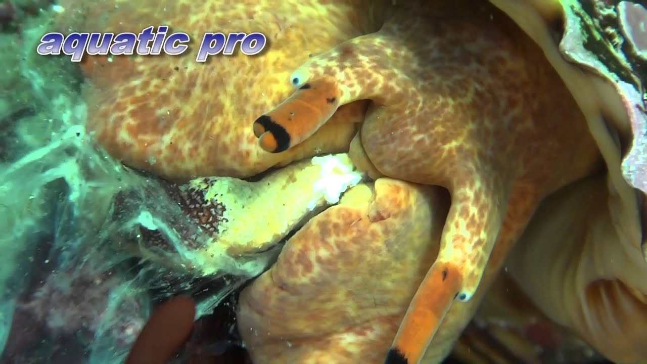 ツメタガイ ボウシュウボラ ヒザラガイ市場には出回らない貝 お役立ちニュース