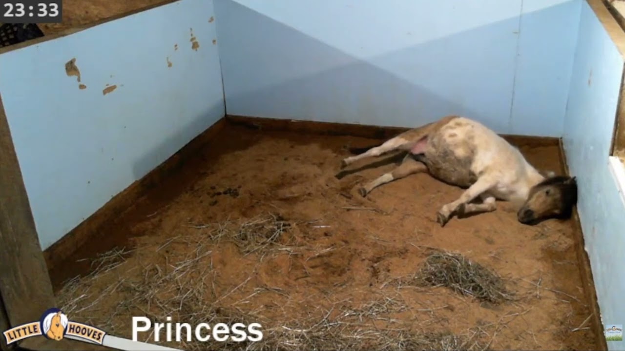 Mini mare Princess giving birth to her perlino pinto wobbly colt Starlight