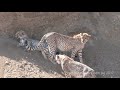 Cheetah young adults checking out our car