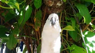 Nuri vs kk tua putih