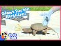 Snapping Turtle Sneaks Into Family's Backyard And Doesn't Want To Leave | Rescued! | Dodo Kids