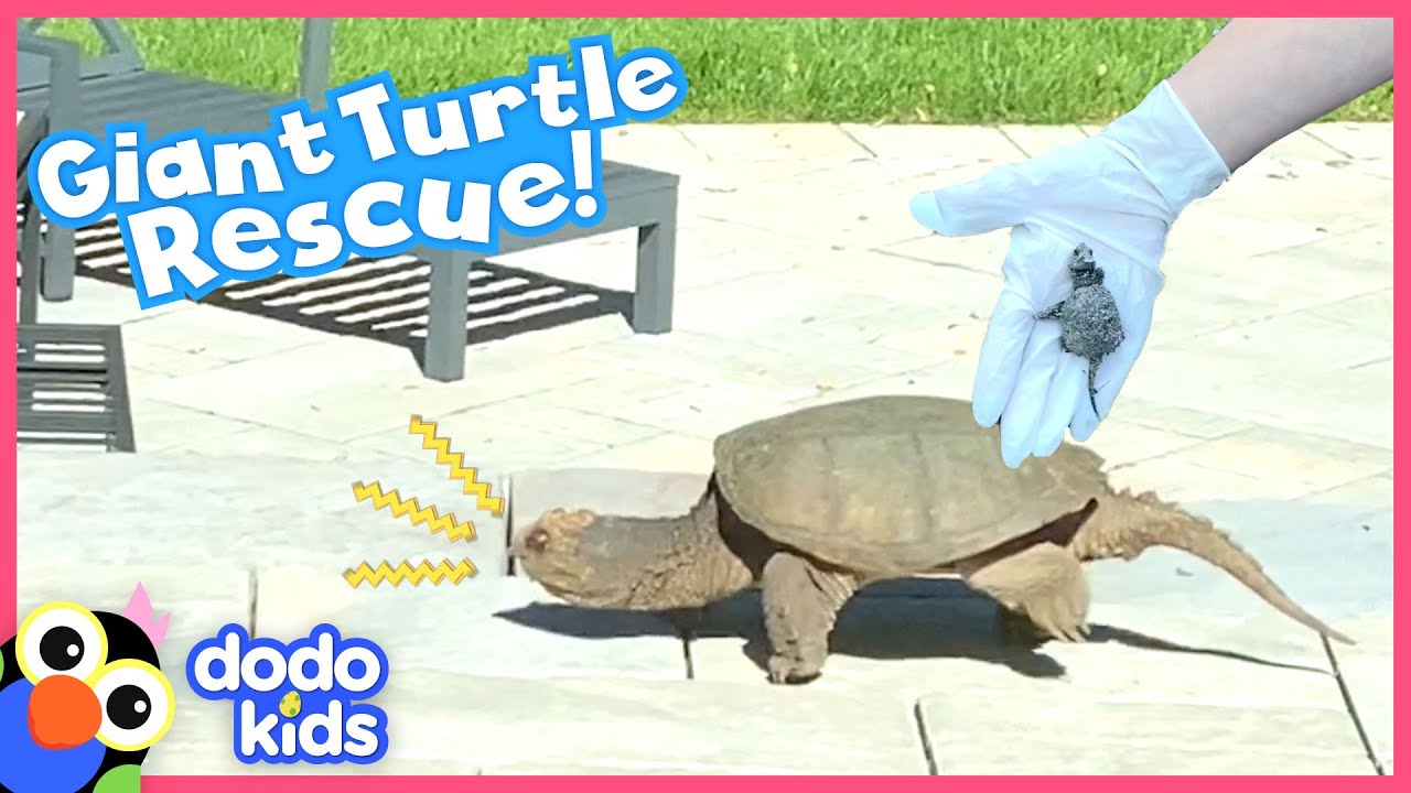 Snapping Turtle Sneaks Into Family's Backyard And Doesn't Want To Leave | Rescued! | Dodo Kids