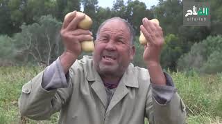 Alfalleh|  صابة البطاطا مهددة بالاتلاف والمخازن ترفض قبولها الفلاح