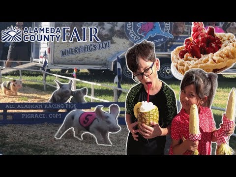 Alameda County Fair 2019 Part 2 Pig Races Eating Funnel Cake Fresh Pina Colada