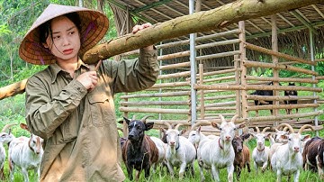START To FINISH How To Build Bamboo House for Goat - Buy Goats to Raise | Traditional Lifestyle