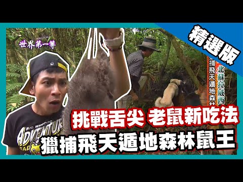 【印尼】獵狗追捕森林鼠王 現烤美味老鼠串｜《世界第一等》592集精華版