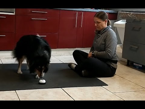 Vidéo: Quels légumes et fruits sont bons pour nourrir mon chien?