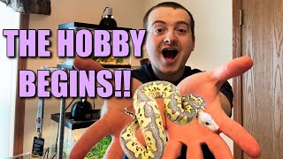 Famous How Ball Pythons Changed The Reptile Hobby! Net Worth
