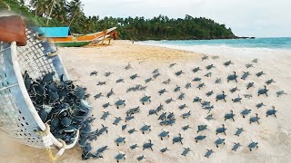 New Born Baby Sea Turtles Race To The Ocean From Sri Lanka | Animals | Relaxation Videos | CHIKA BOY