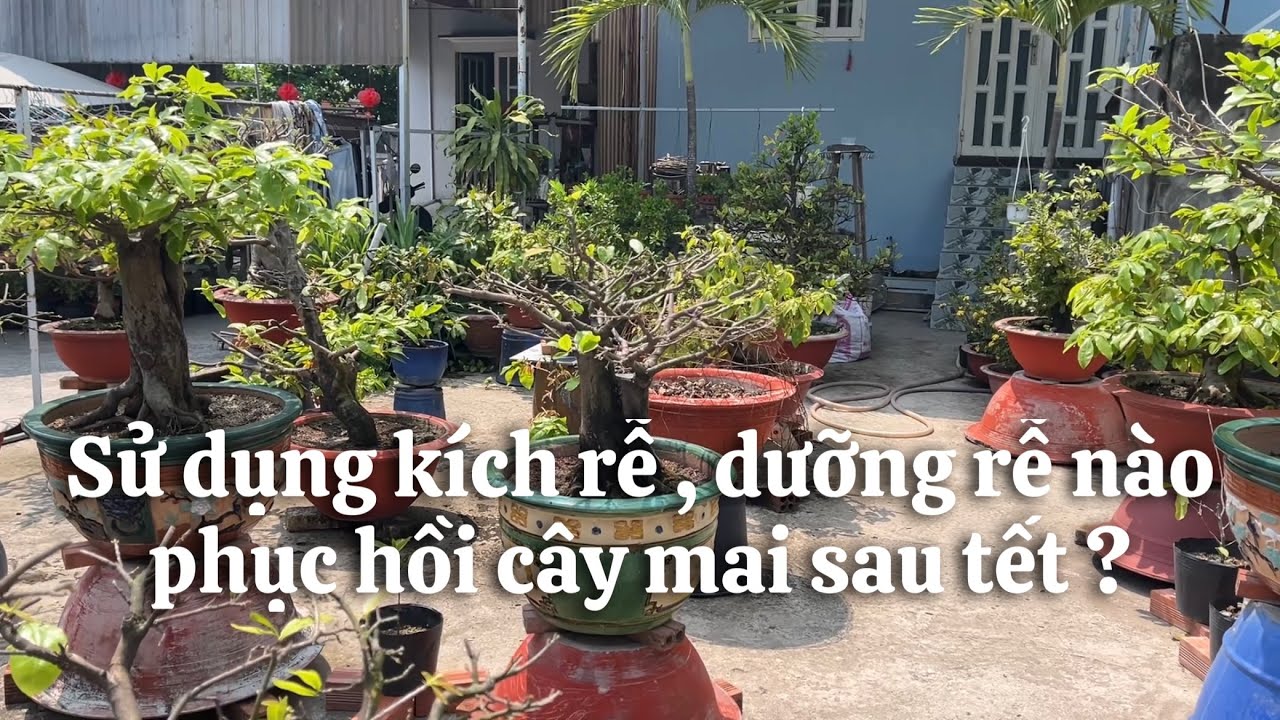 Sử dụng loại kích rễ , dưỡng rễ nào tốt phục hồi cây mai sau tết // 16-1 âl 