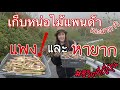 #ชีวิตในต่างแดน ปีนเขาเก็บหน่อไม้แพนด้า(เนะมาการิ)หน่อไม้ที่แพงและหายากของญี่ปุ่น